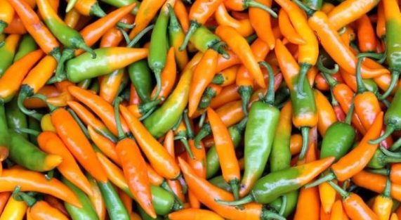 Piment-Bulgarian-Carrot-Vue-generale-CC0-e1660662560318